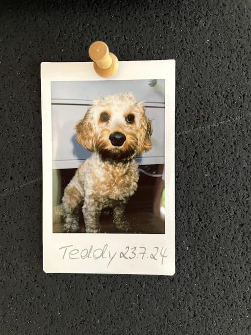 Cozy Wilkipartment Bis 4 Pers - Hund - Netflix - Wlan - Wintergarten - Coffeebar - Popcorn Verl Exterior foto